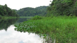 Panama wetlands